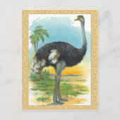 Ostrich in Afrika Briefkaart (Voorkant)