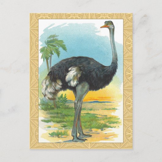 Ostrich in Afrika Briefkaart (Voorkant)