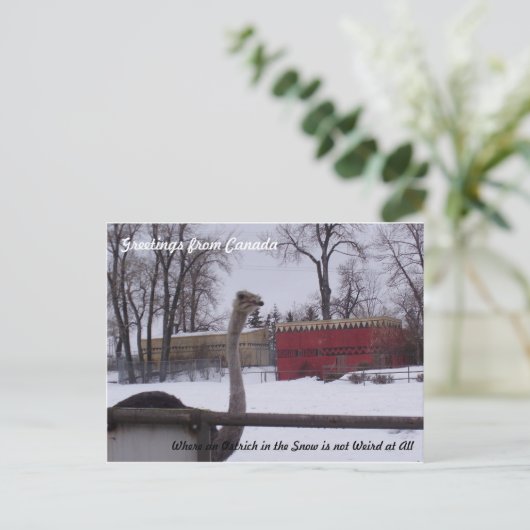 Ostrich in de sneeuw briefkaart (Staand voorkant)