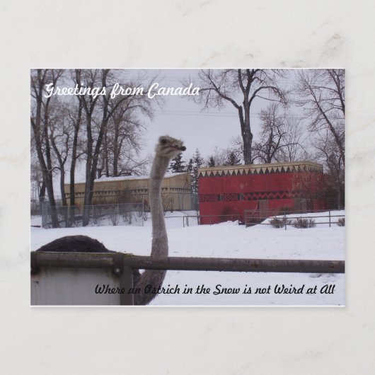 Ostrich in de sneeuw briefkaart (Voorkant)