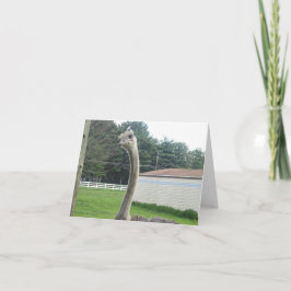 Ostrich Kaart
