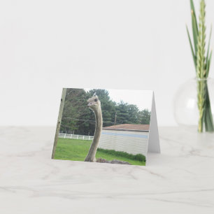 Ostrich Kaart