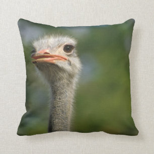 Ostrich Kussen
