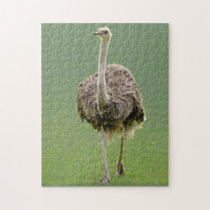 Ostrich Legpuzzel