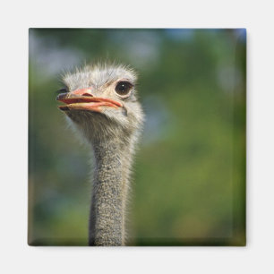 Ostrich Magneet