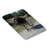 Ostrich Magneet (Rechterzijde)