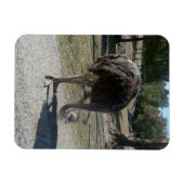 Ostrich Magneet (Horizontaal)