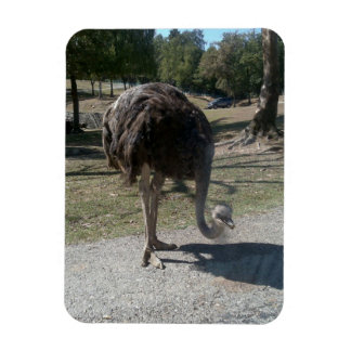 Ostrich Magneet
