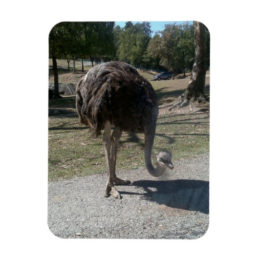 Ostrich Magneet (Verticaal)