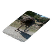 Ostrich Magneet (Linkerzijde)