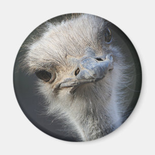 Ostrich Magneet