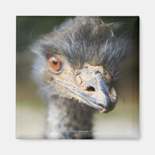 Ostrich Magneet
