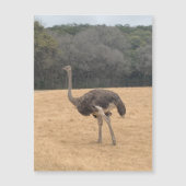 Ostrich Magnet (Voorkant)