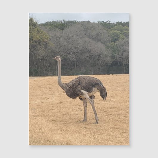 Ostrich Magnet (Voorkant)