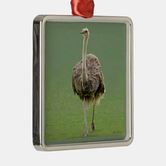 Ostrich Metalen Ornament (Rechts)