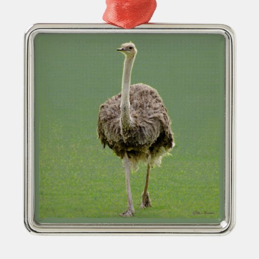 Ostrich Metalen Ornament (Voorkant)