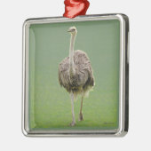 Ostrich Metalen Ornament (Links)