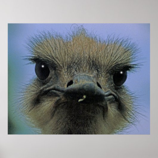 Ostrich of Emu met "problemen"! Poster (Voorkant)