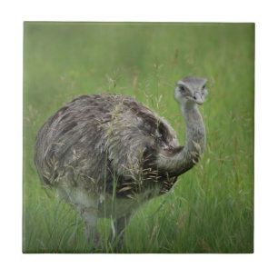Ostrich Ostriches Bird Wild Wildlife Art Foto's Tegeltje