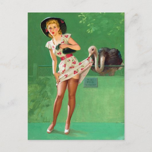 Ostrich Pin Up Briefkaart (Voorkant)