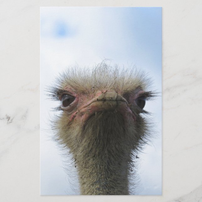 Ostrich Portrait (Voorkant)