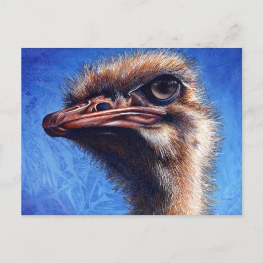 Ostrich Post Card Briefkaart (Voorkant)