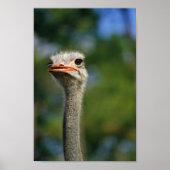 Ostrich Poster (Voorkant)