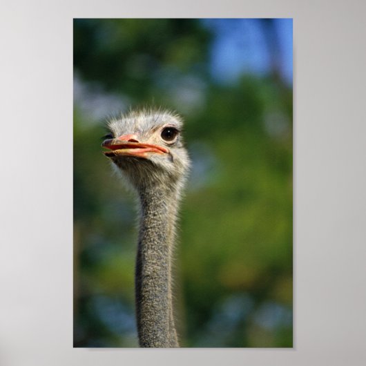Ostrich Poster (Voorkant)