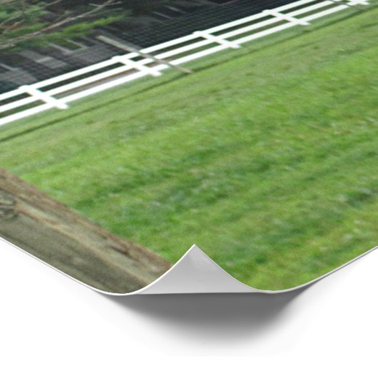 Ostrich Poster (Hoek)