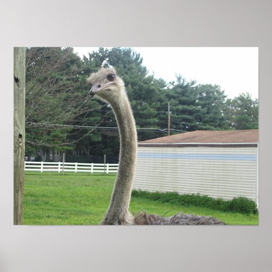 Ostrich Poster (Voorkant)