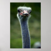 Ostrich Poster (Voorkant)