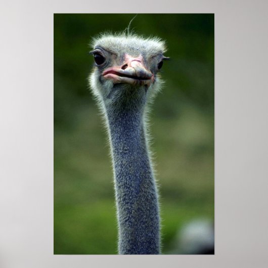 Ostrich Poster (Voorkant)
