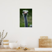 Ostrich Poster (Keuken)
