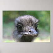 Ostrich Poster (Voorkant)