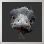 Ostrich Poster (Voorkant)