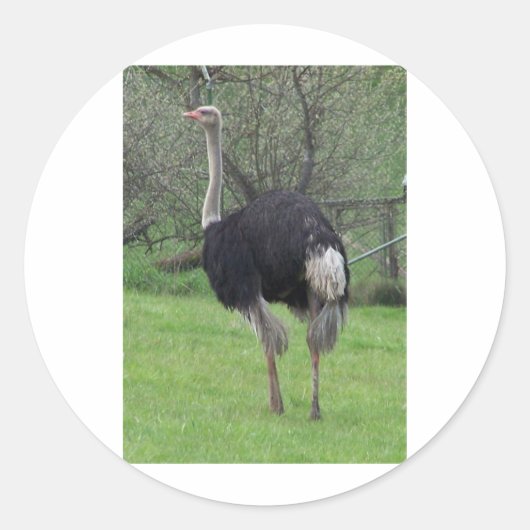 Ostrich Ronde Sticker (Voorkant)