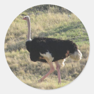 Ostrich Ronde Sticker