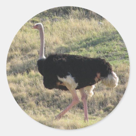 Ostrich Ronde Sticker (Voorkant)