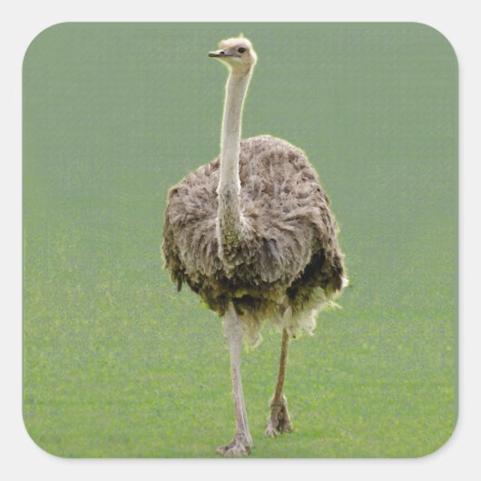Ostrich Sticker (Voorkant)