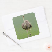 Ostrich Sticker (Envelop)