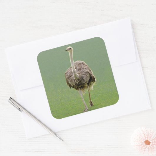Ostrich Sticker (Envelop)