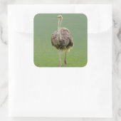 Ostrich Sticker (Tas)