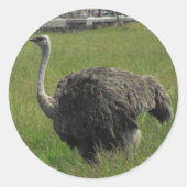 Ostrich Sticker (Voorkant)