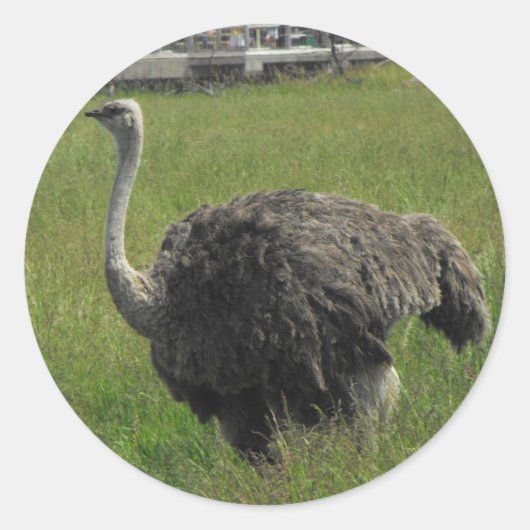 Ostrich Sticker (Voorkant)