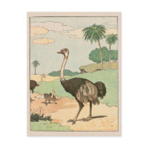 Ostrich Storybook Tekening