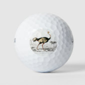 Ostrich Struthio Flightless Illustratie Golfballen (Voorkant)