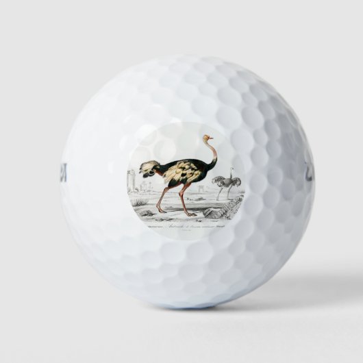 Ostrich Struthio Flightless Illustratie Golfballen (Voorkant)