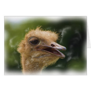 Ostrich Talk Card