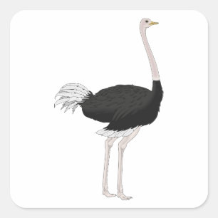 Ostrich Vierkante Sticker
