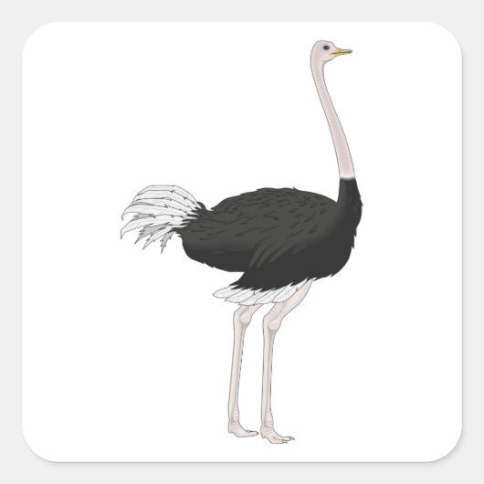 Ostrich Vierkante Sticker (Voorkant)